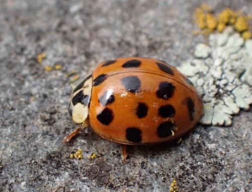 Réf. 321 250 : Harmonia axyridis